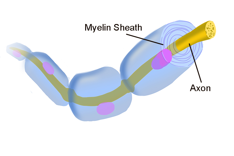 Image showing the myelin sheath containing the axon